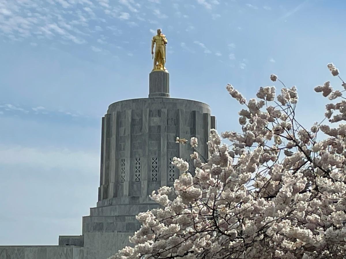 Capitol-spring cherry blossoms