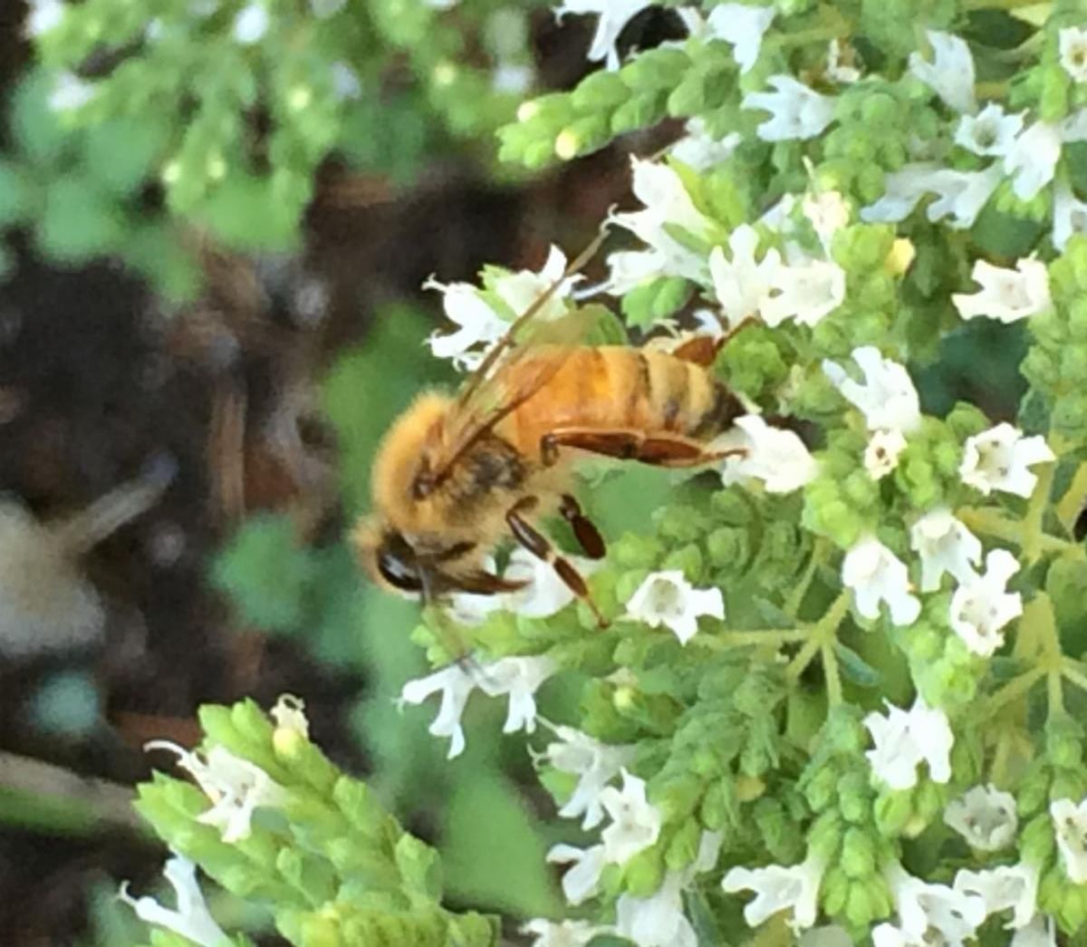 bee on oregano