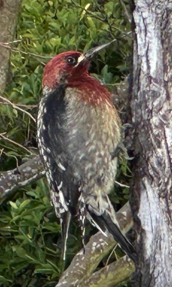 red breasted sapsucker