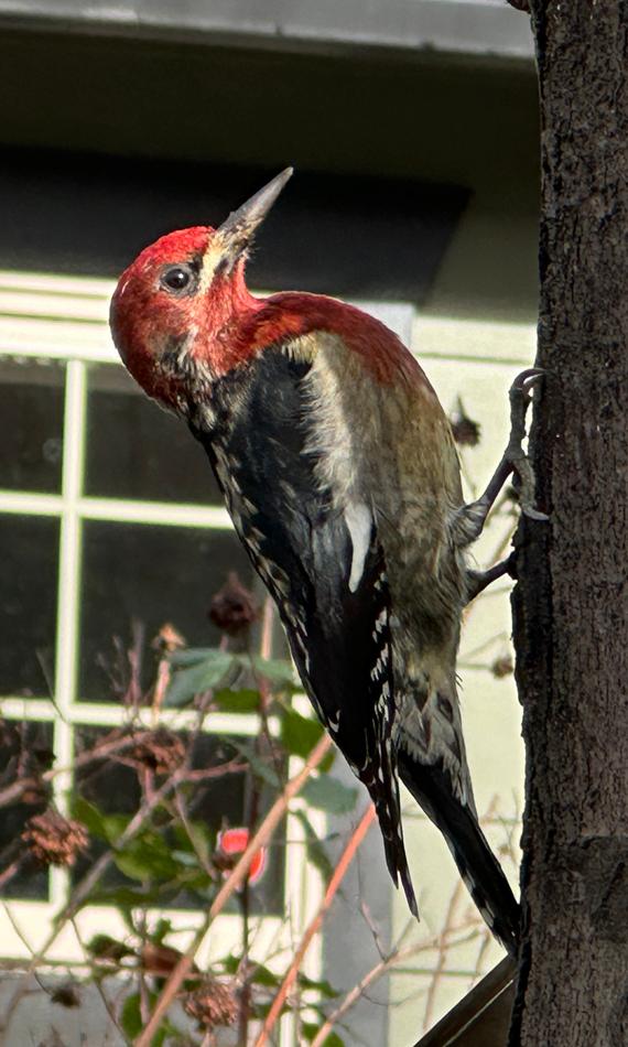 red breasted sapsucker