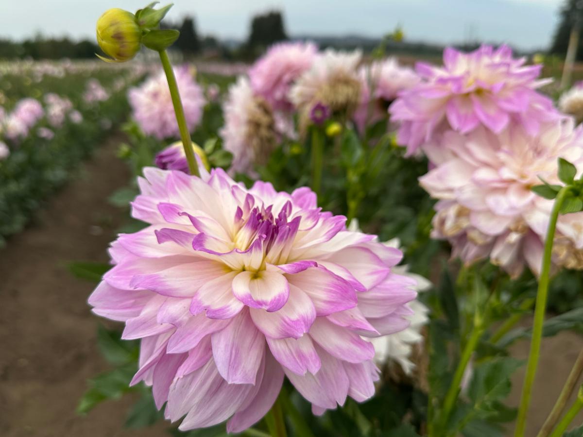 Swan Island Dahlias, Canby