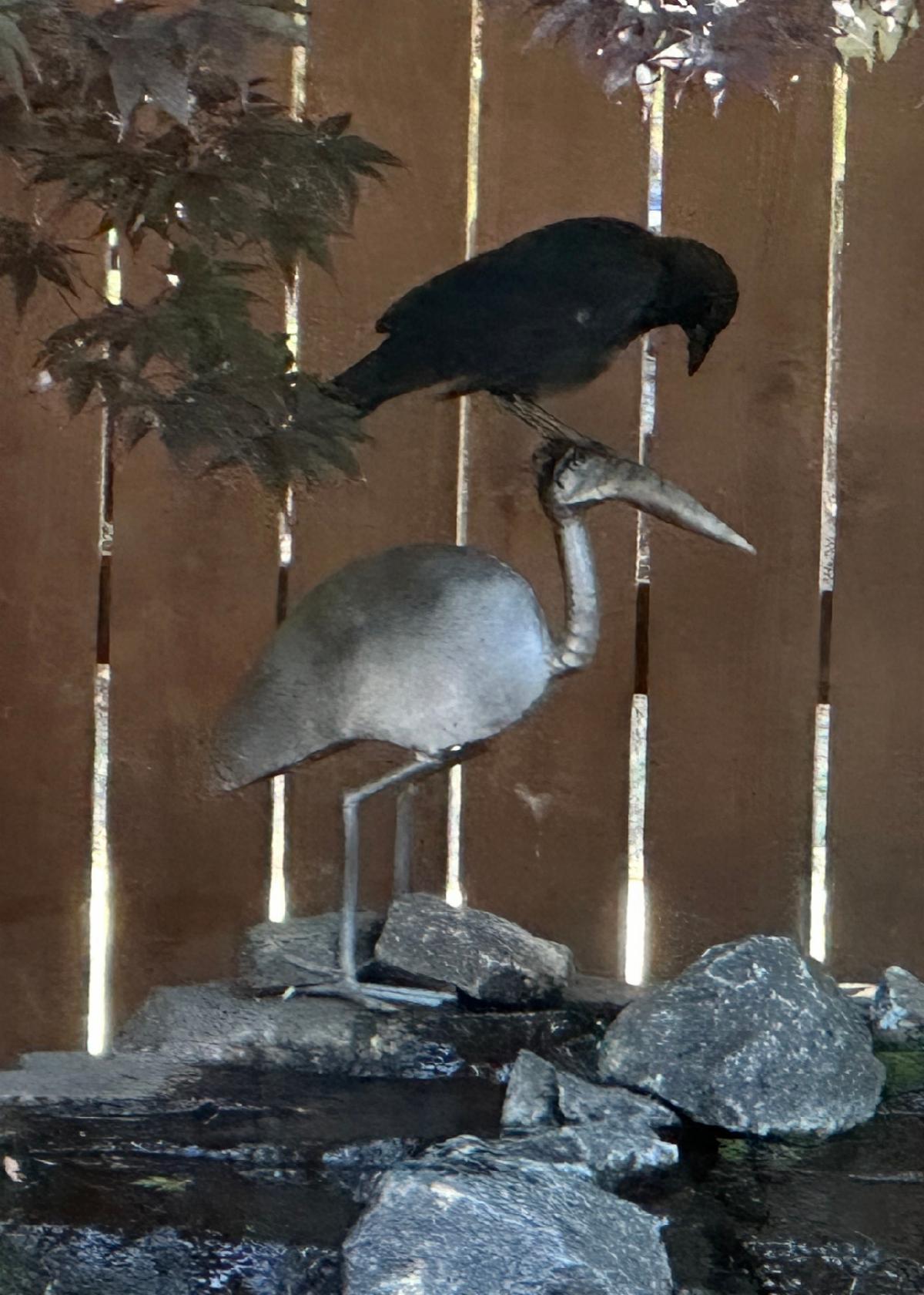 birds on waterfall