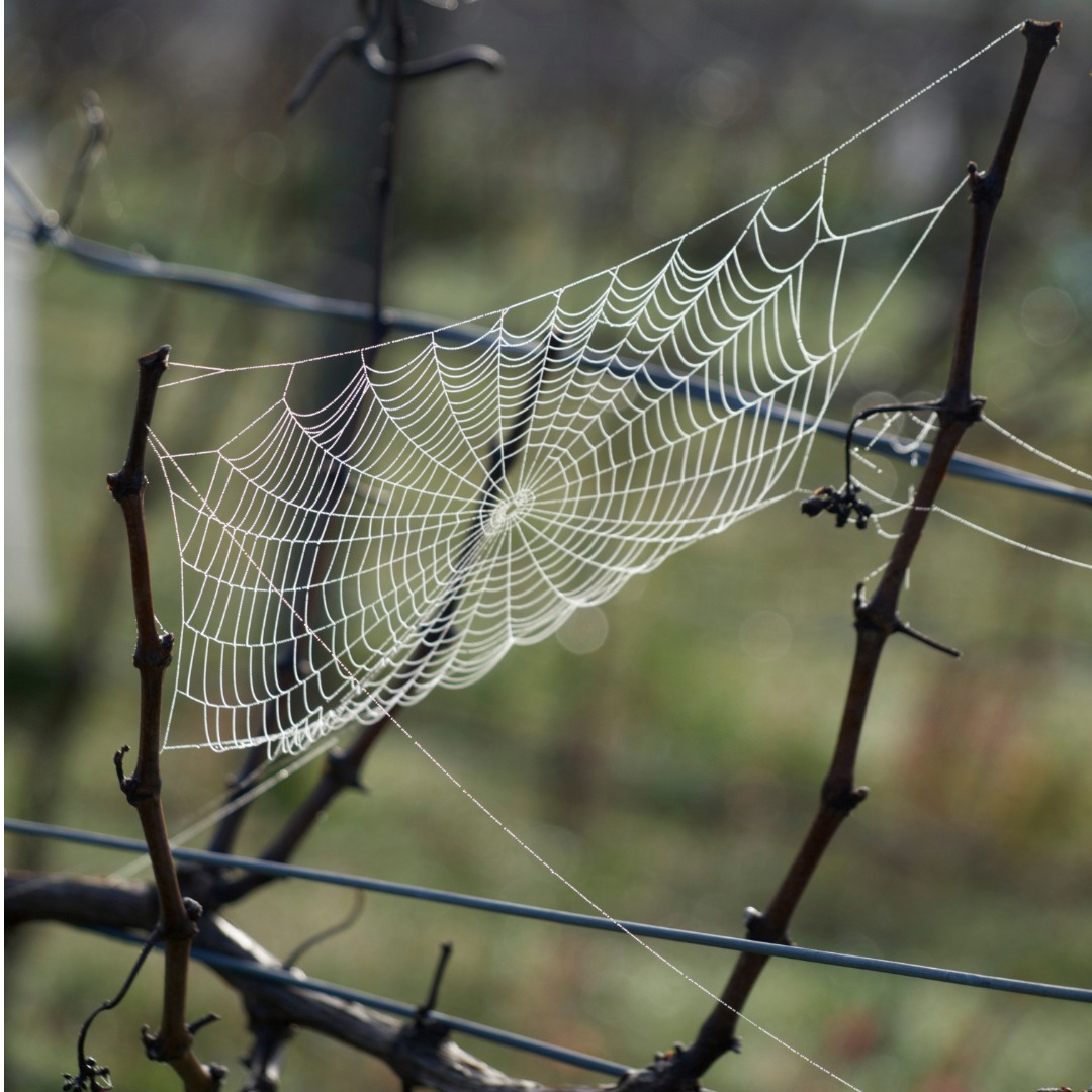 A spider web covered in frost and illuminated by the sun. 