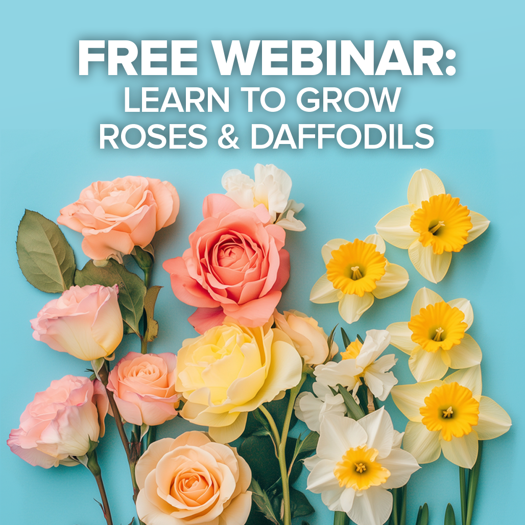 Free Webinar: How to Grow Roses and Daffodils!