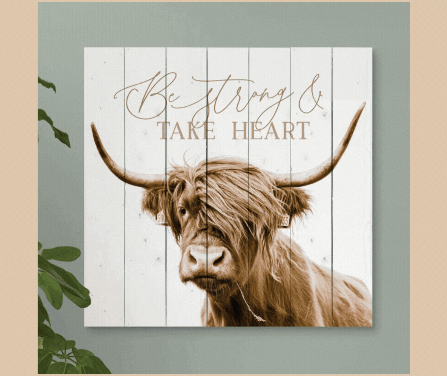 highland-cattle-stock-up-now