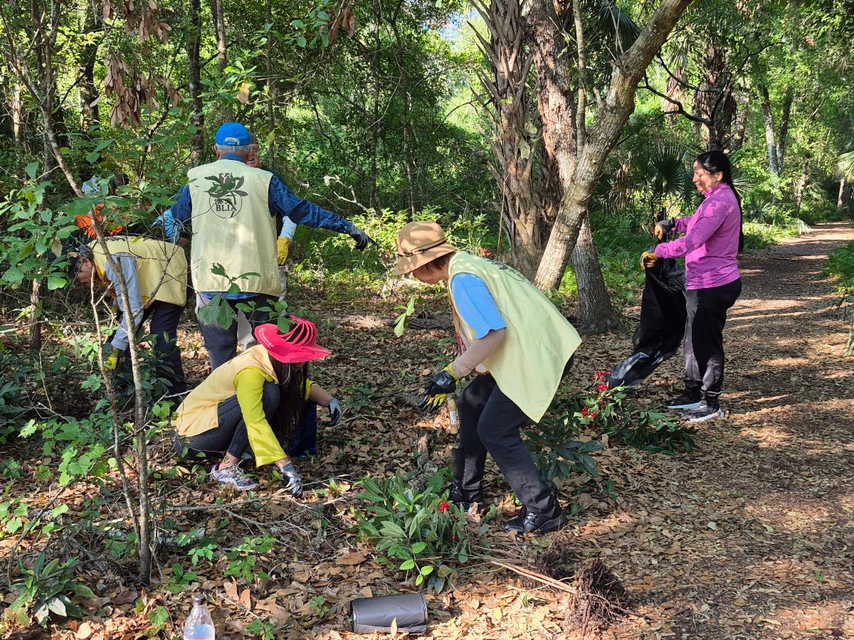 volunteers removing invasive plants
