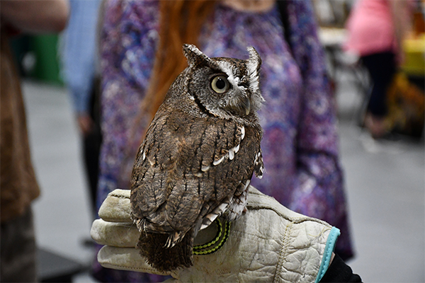 An owl at Vienna's Green Expo