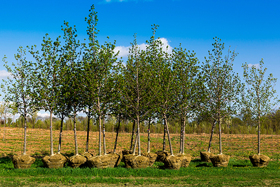 Trees with root balls