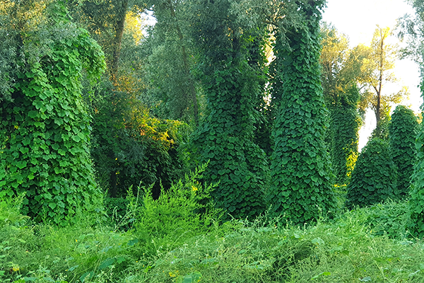 Kudzu covering trees
