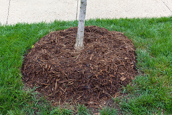 Tree with a mulch volcano around it