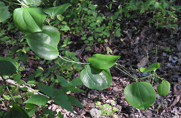 Common Greenbrier
