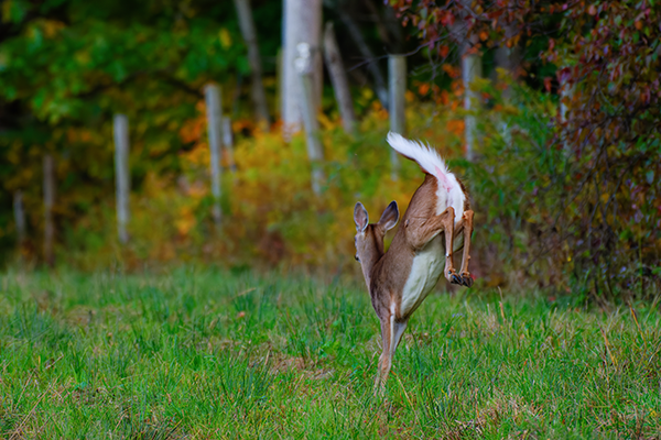 A white-tailed deer jumping