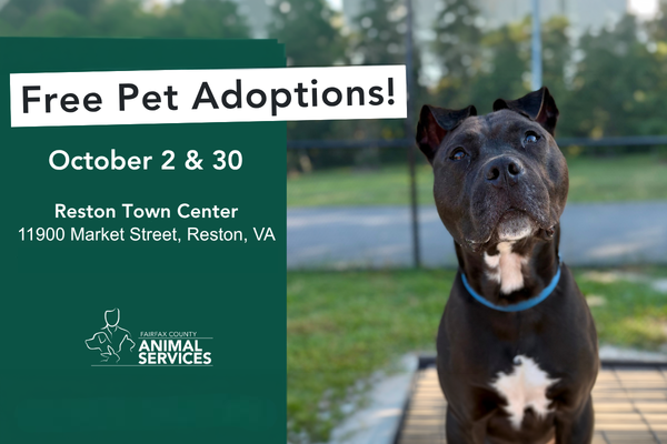 Free pet adoptions at Reston Town Center Oct. 2 & 30, 2026
