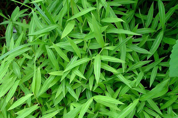 Japanese stiltgrass an invasive plant