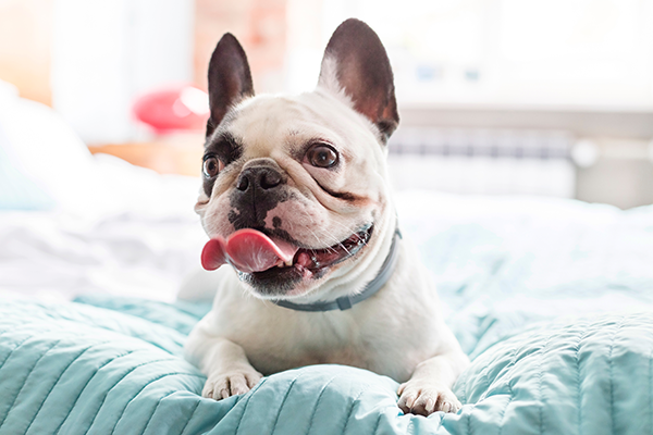 A French bulldog
