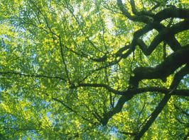 sunny-tree-boughs.jpg