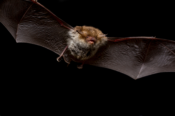 A bat flying at night