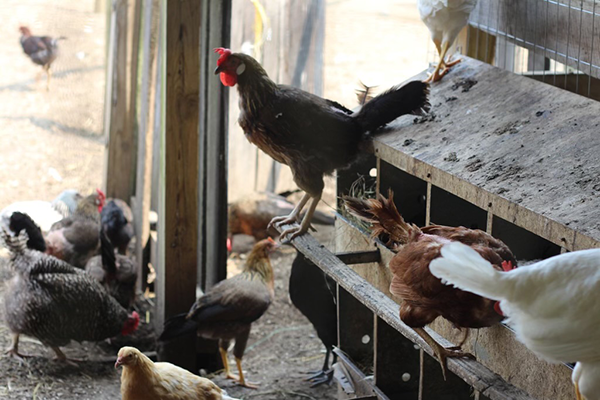 Chickens at Frying Pan Farm Park