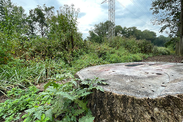 A tree stump along the W&OD trail surrounded by invasive plants