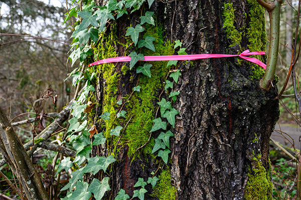 Ivy strangling a tree
