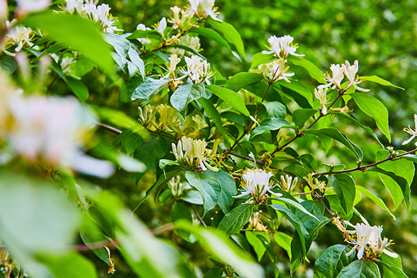 Bush honeysuckle