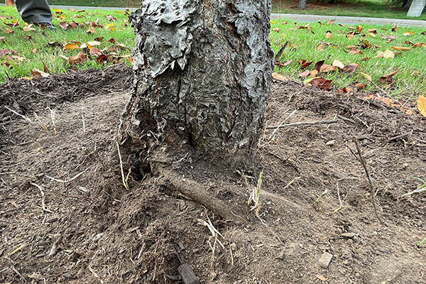 Photo show roots girdling around a trunk