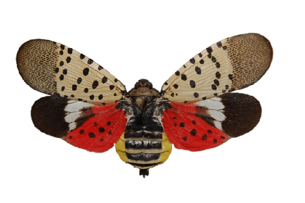Adult Spotted Lanternfly