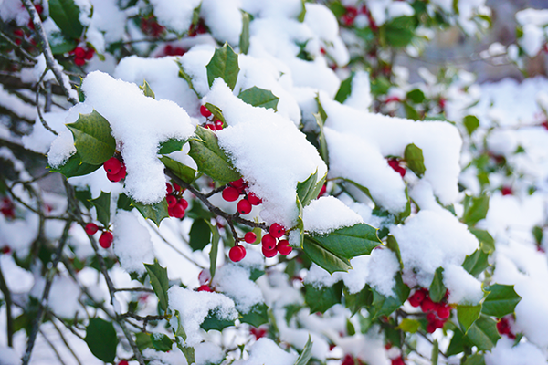 Holly tree with snow on it