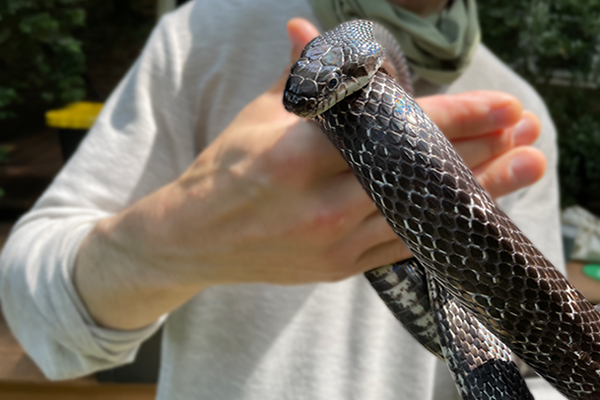 An eastern rat snake
