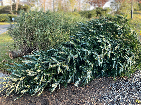 Christmas tree to be picked for trash and recylcing