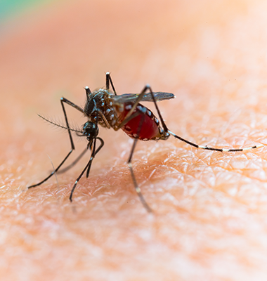 Aedes aegypti mosquito