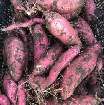 Sweet Potatoes