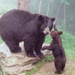 Black Bear & Cub