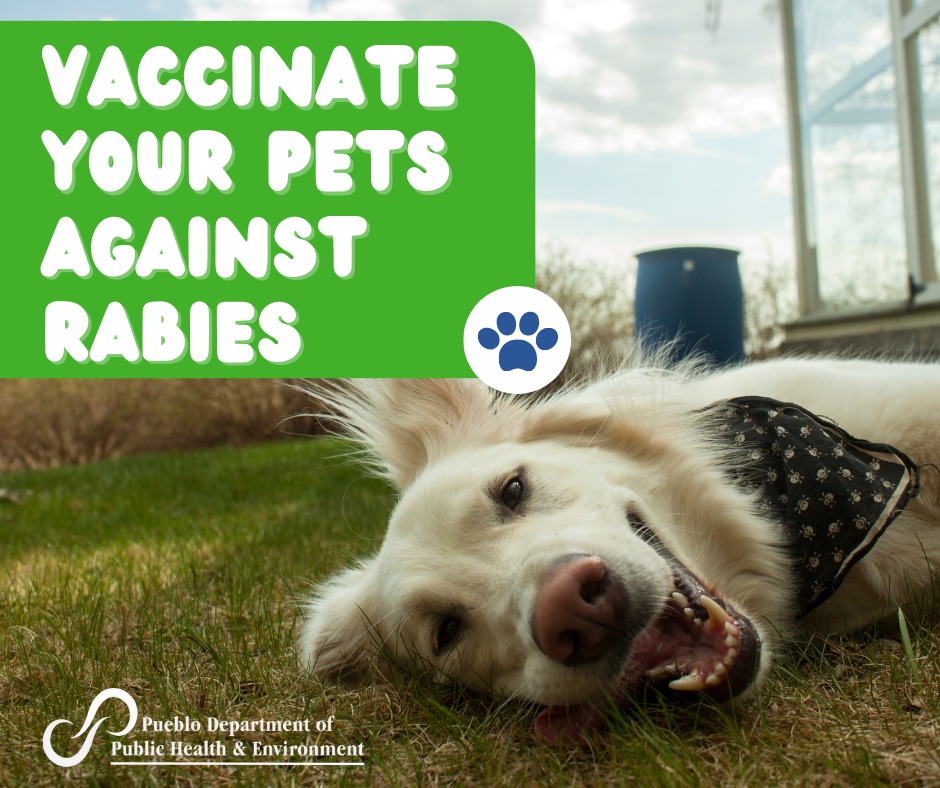 A photo of a golden retriver with the text: Vaccinnate your pets against Rabies.