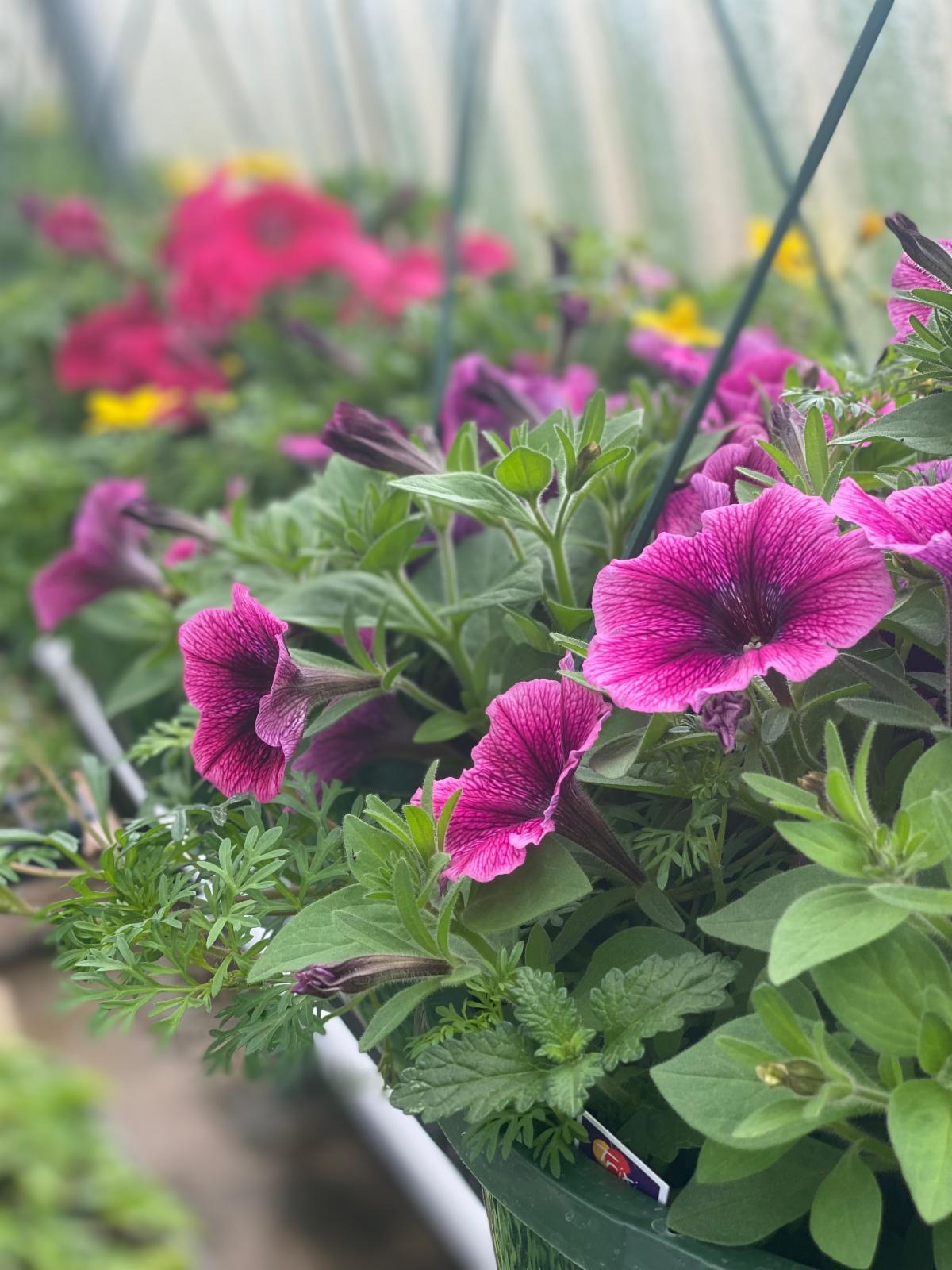 Mother's Day hanging baskets for sale!