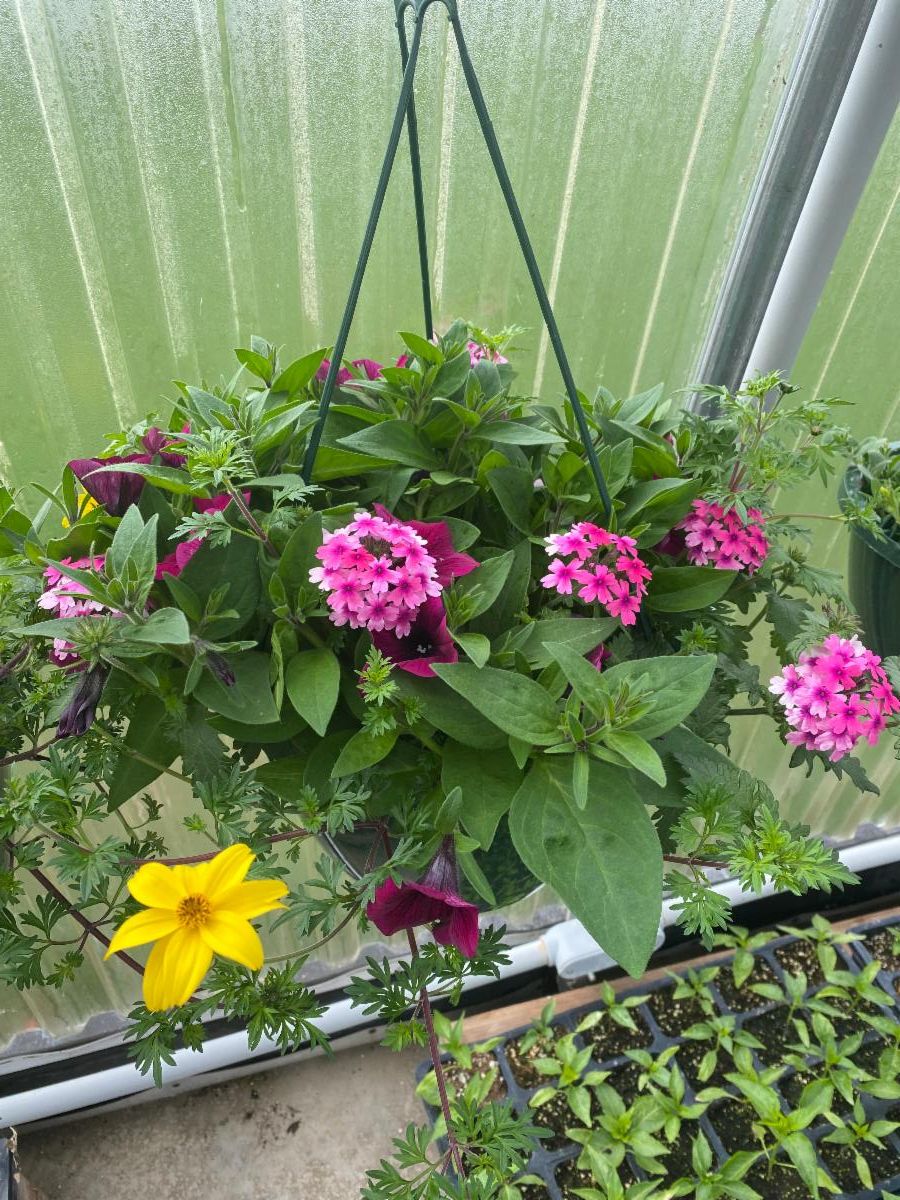 Mother's Day hanging baskets for sale!
