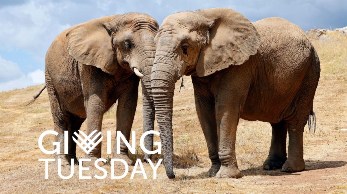 Giving Tuesday