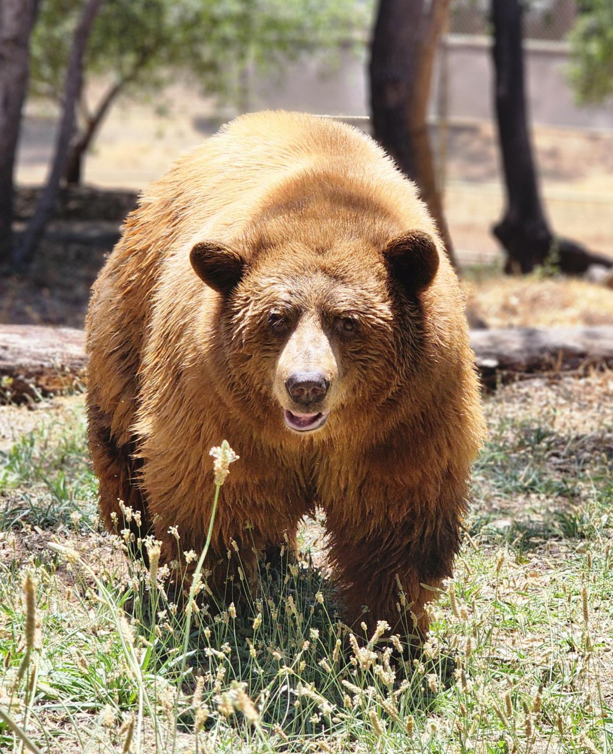 Dally bear