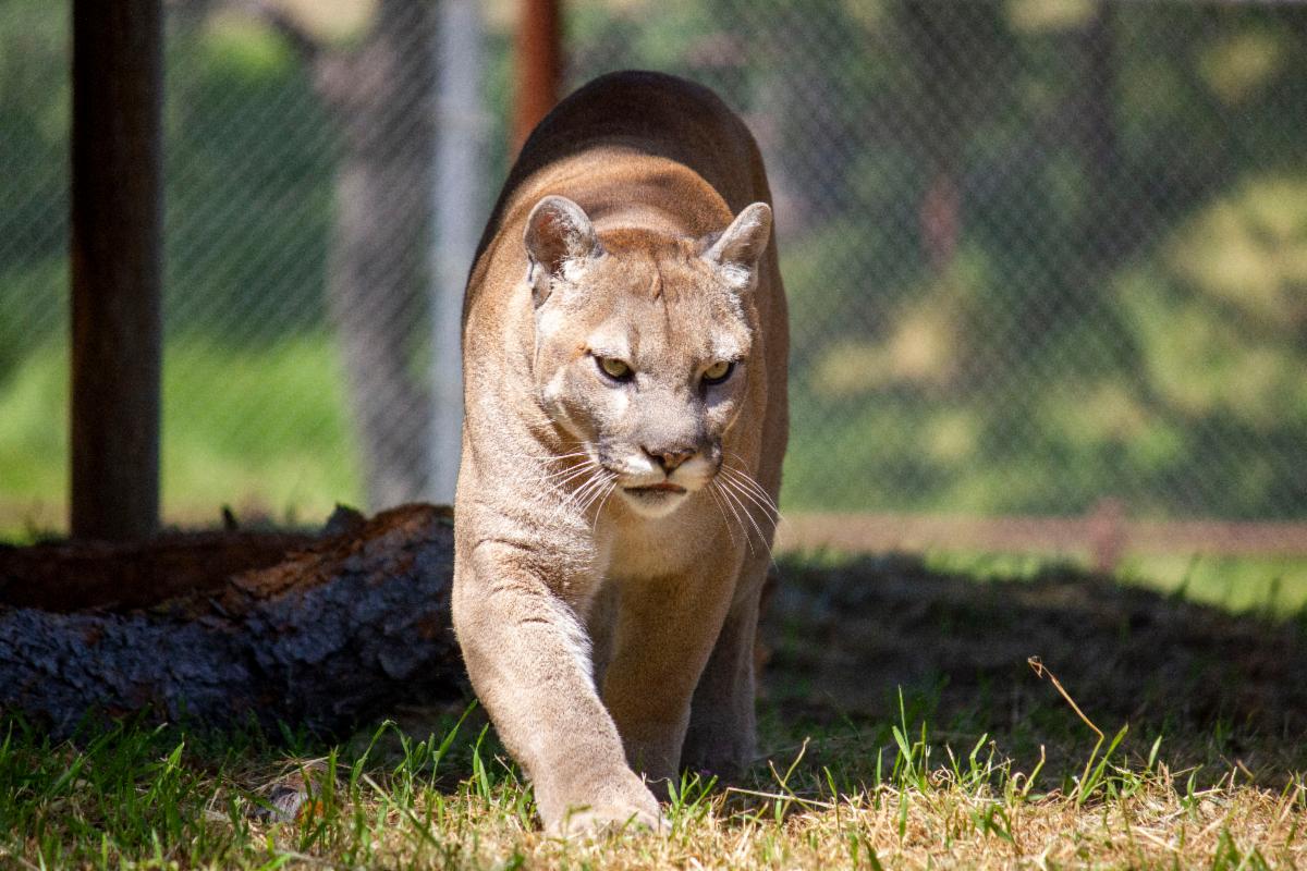 Casey Mt Lion