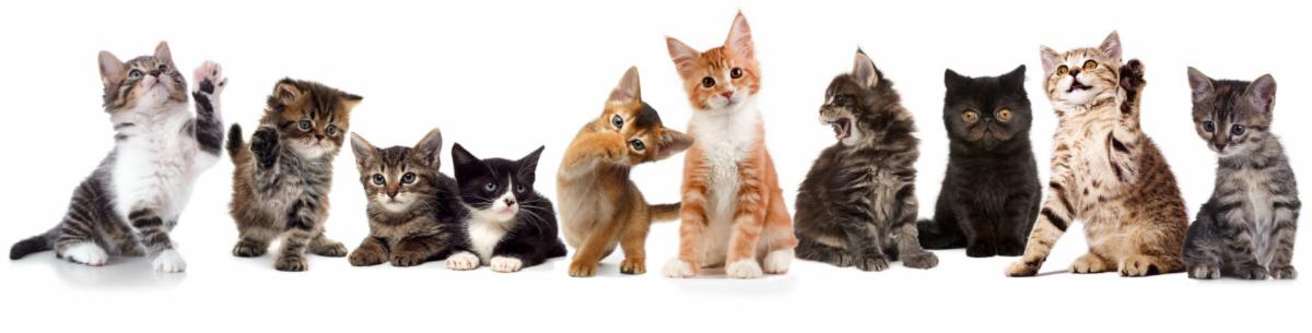 paw project cat pic