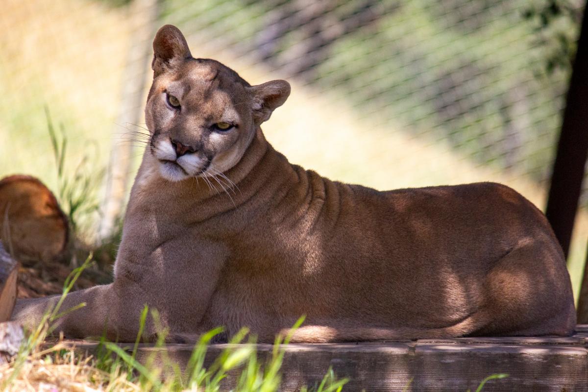 Casey Mt Lion