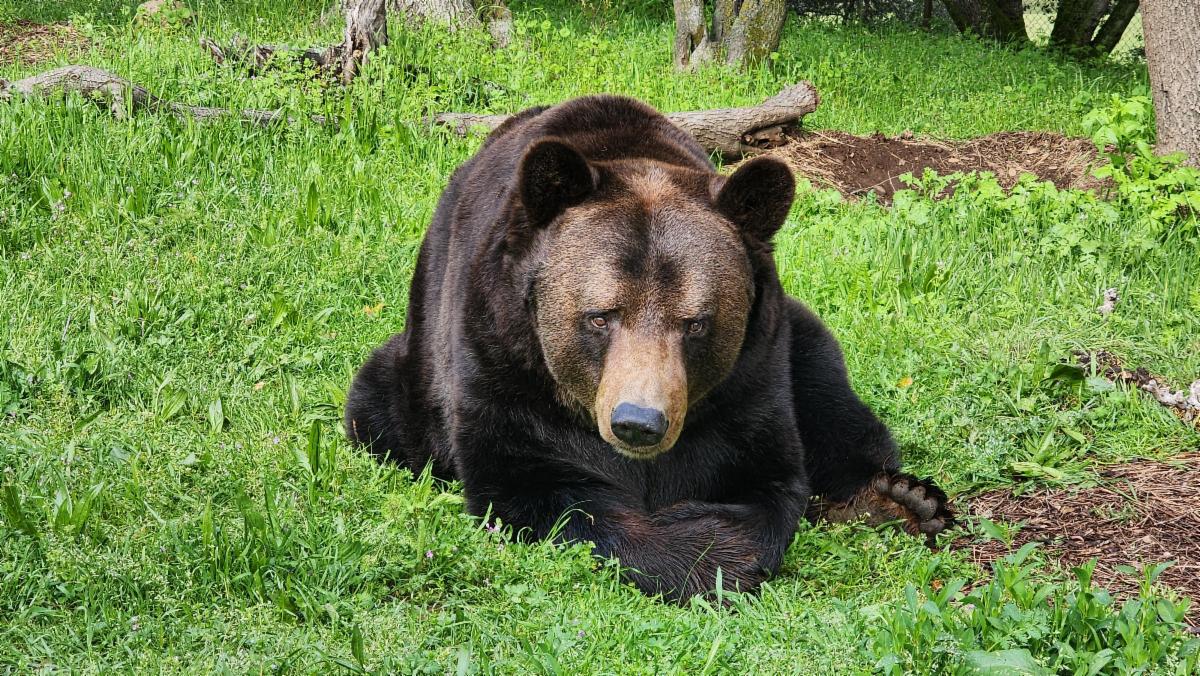 Ben the bear