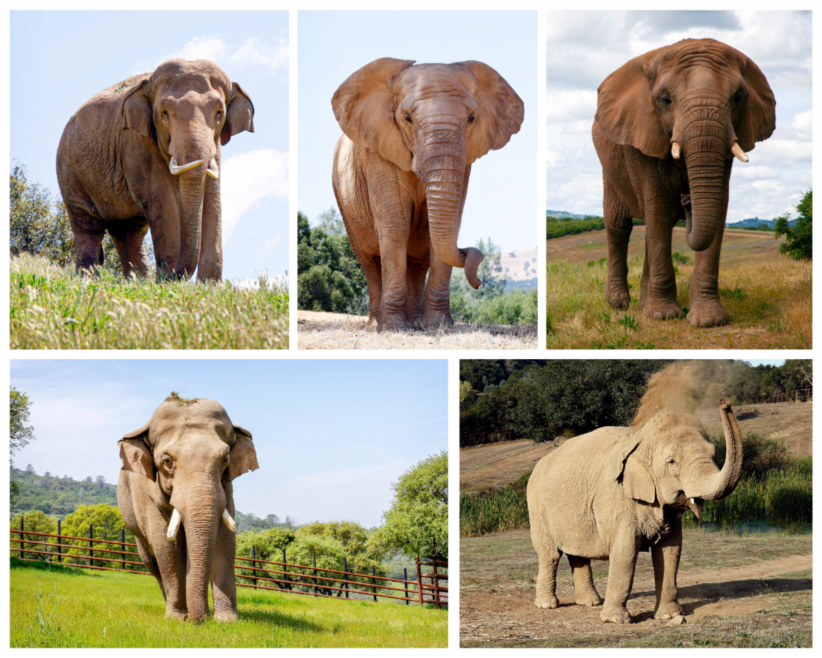 African elephants