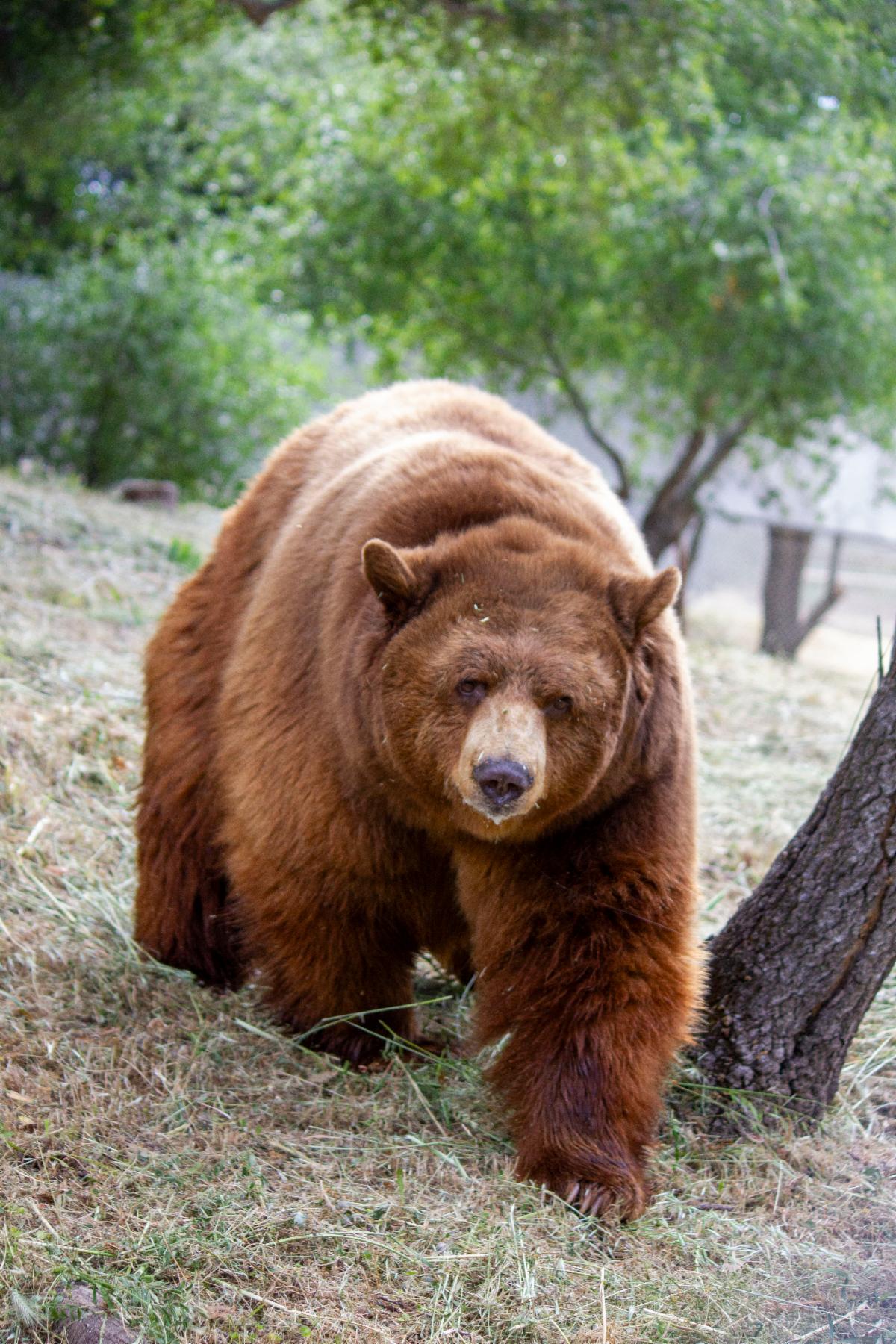 Dally bear