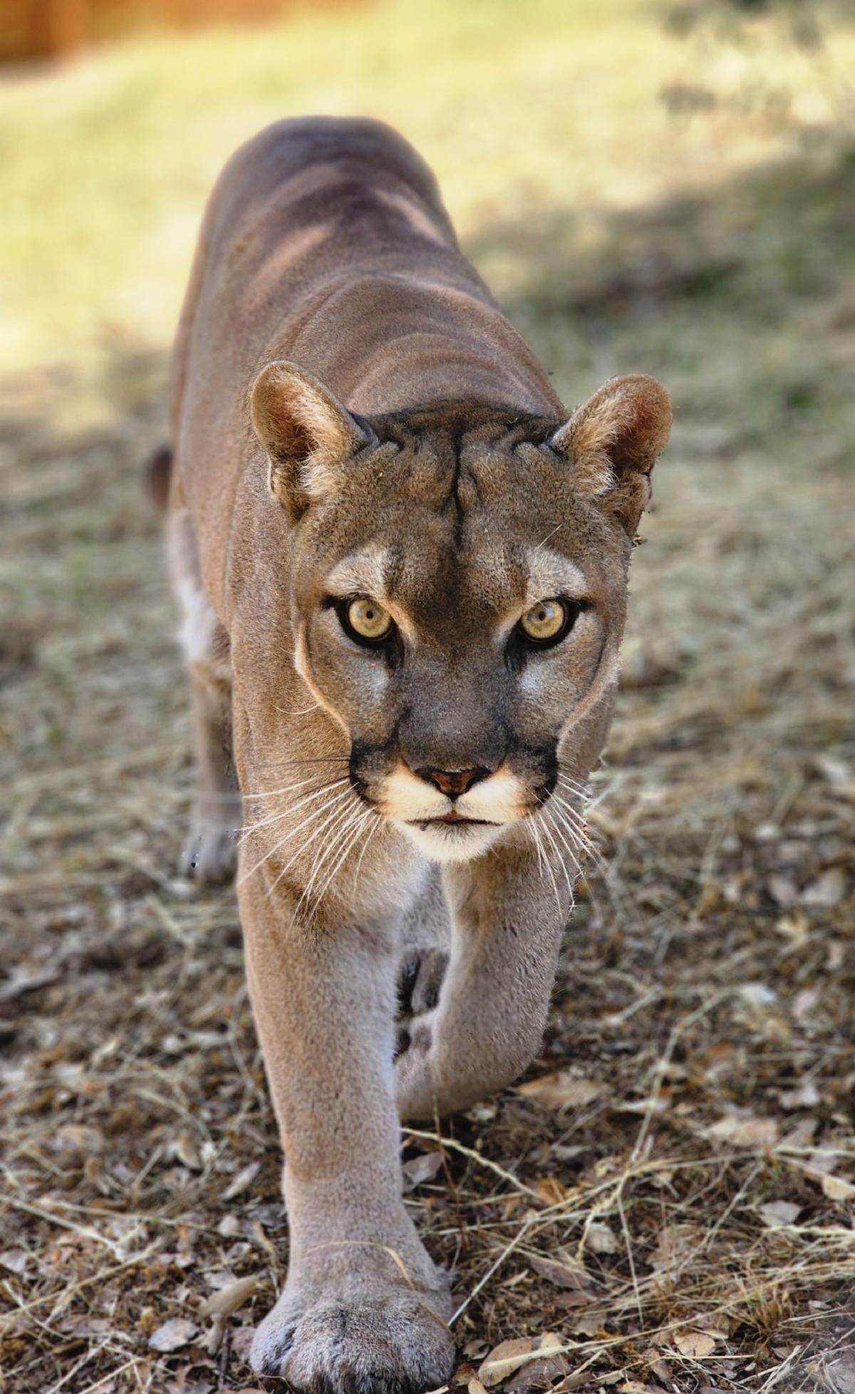 Casey Mt Lion