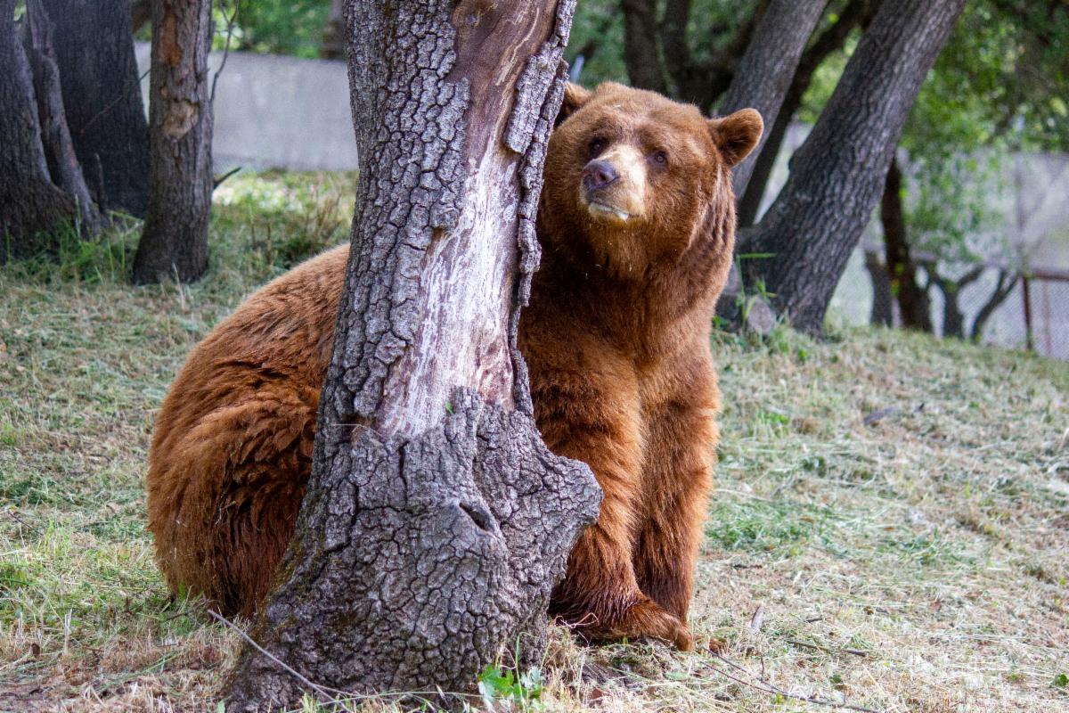 Dally bear