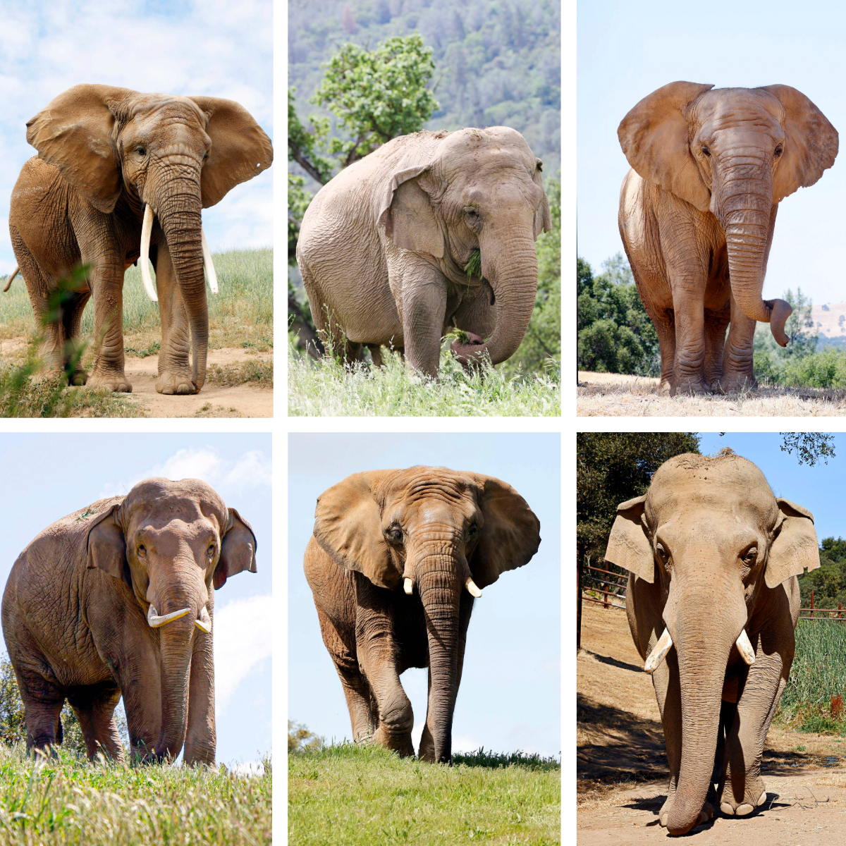 Elephant collage