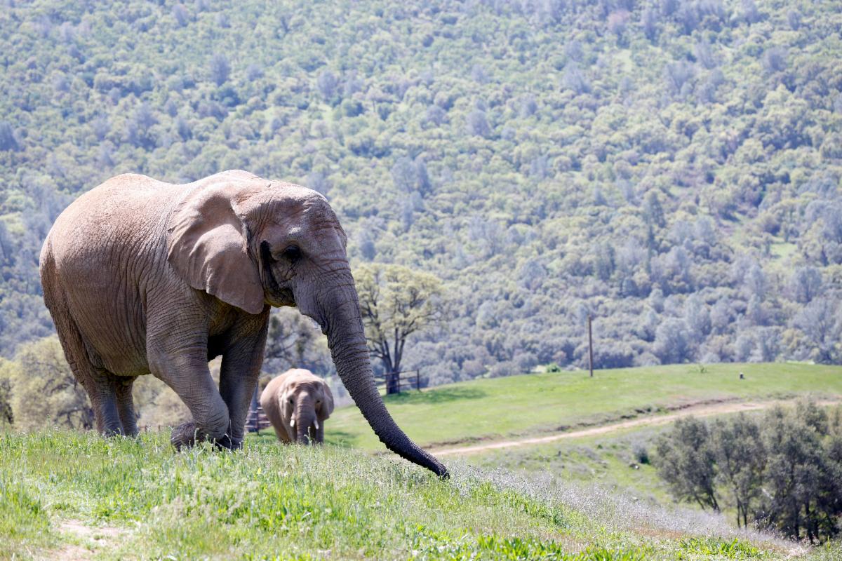 mara thika elephants