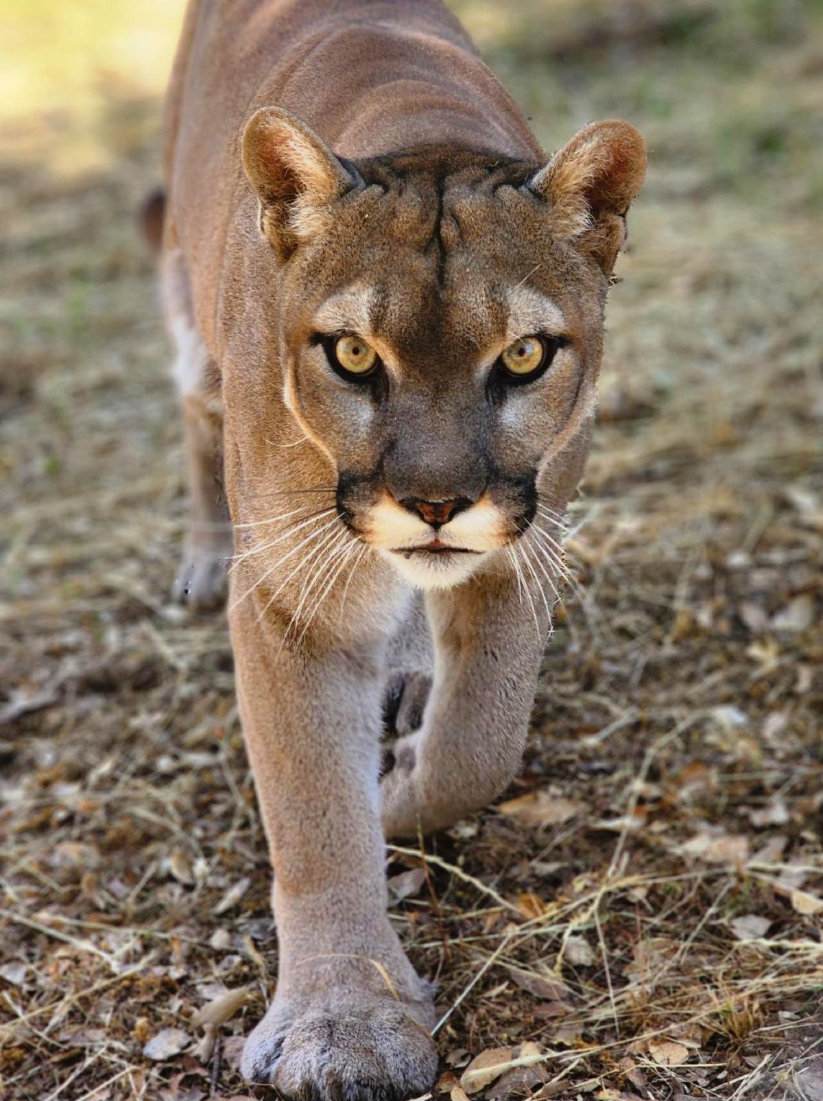 Casey Mt Lion