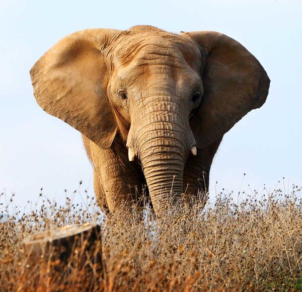 Maggie the elephant's long journey.